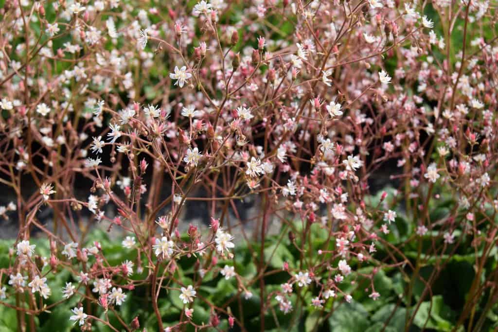 Saxifraga x urbium ---